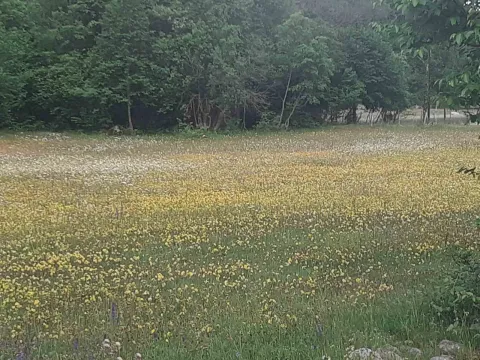 Prodaja, plac, 4700m², Žabljak, Crna Gora - image 4