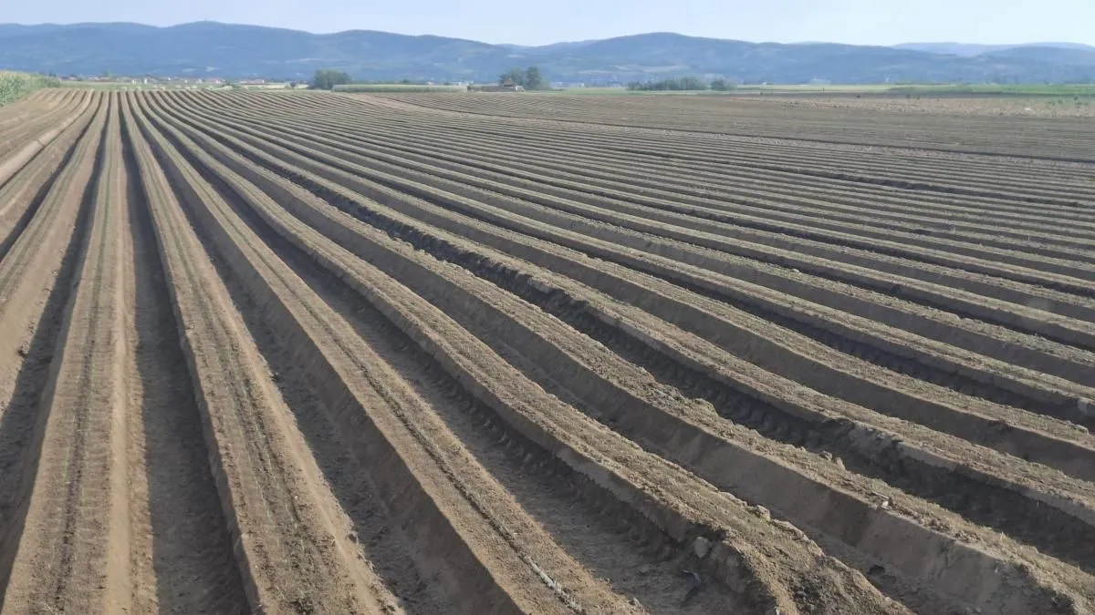 Prodaja, plac, 27500m², Futog, Novi Sad Sve Podlokacije