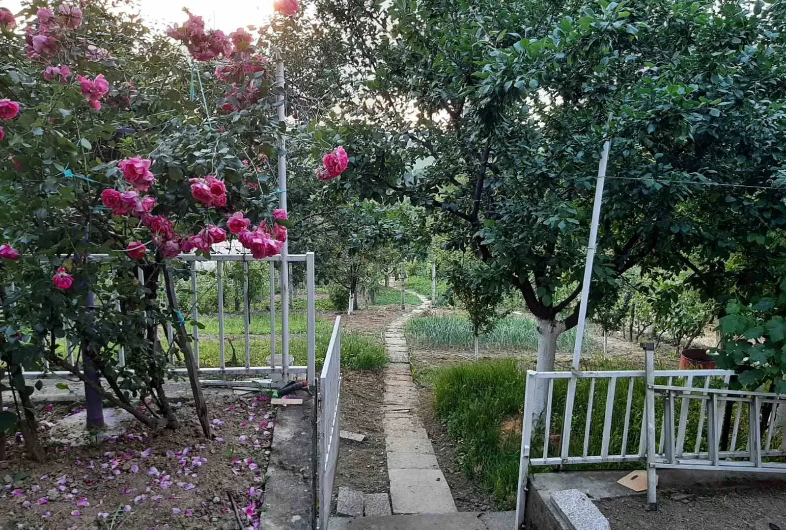Sale, house, 210m², Sremska Kamenica, Petrovaradin