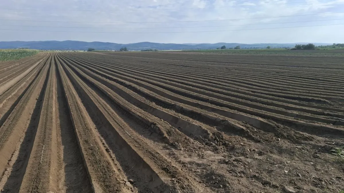 Prodaja, plac, 27500m², Futog, Novi Sad Sve Podlokacije