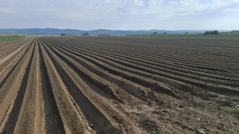 Prodaja, plac, 27500m², Futog, Novi Sad Sve Podlokacije - image 3
