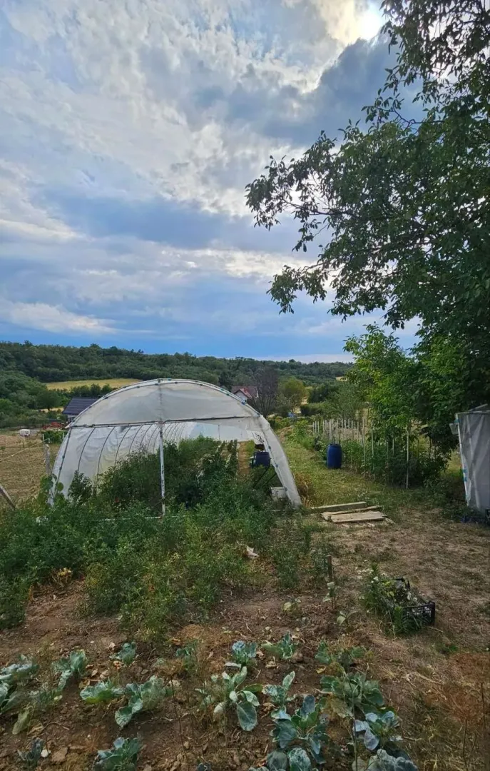 Zeleno dvorište sa plastenikom i zasađenim povrćem.