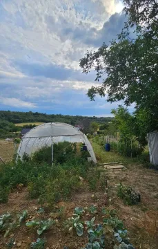 Zeleno dvorište sa plastenikom i zasađenim povrćem. - image 5