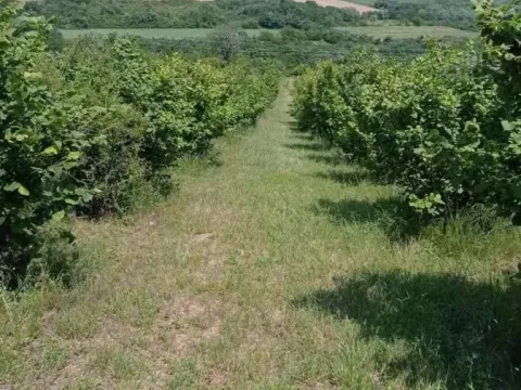 Sale, land lot, 649m², Donje Štiplje, Jagodina - image 4