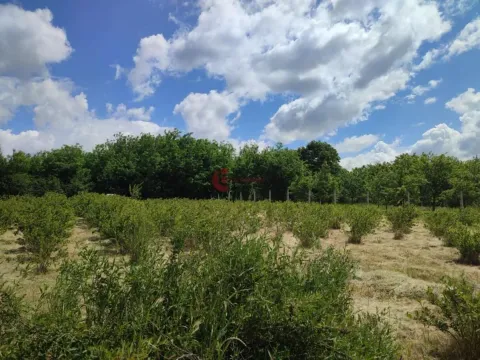 Sale, land lot, 2100m², Peščara, Subotica - image 2