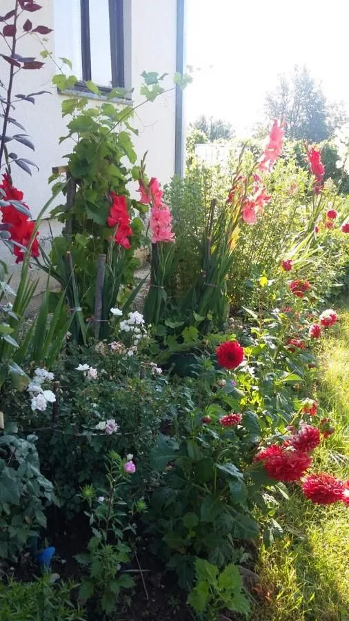 A nicely maintained garden with colorful flowers and greenery next to the house.