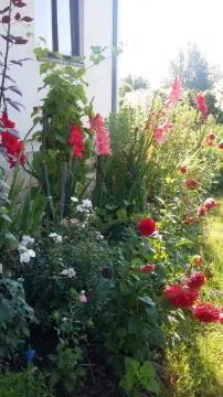A nicely maintained garden with colorful flowers and greenery next to the house. - image 3