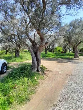 Dvorište puno maslina i zelenila sa zemljanom stazom. - image 3