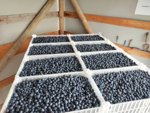 Prodaja, plac, 120000m², Varna, Šabac - image 13