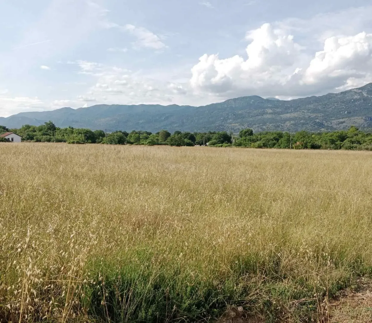 Velika livada sa pogledom na planinski vijenac u pozadini.