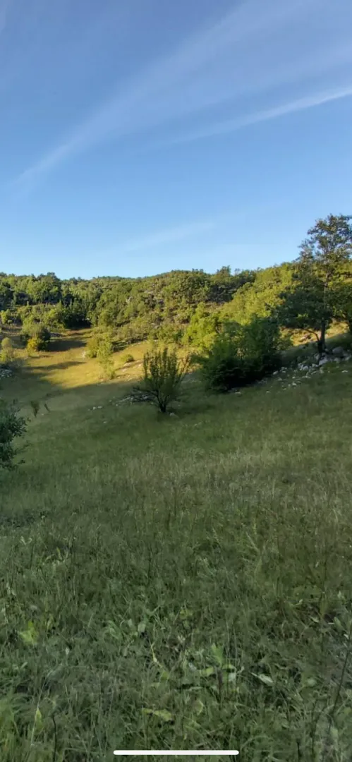 Pogled na zeleni travnati teren i šumu.