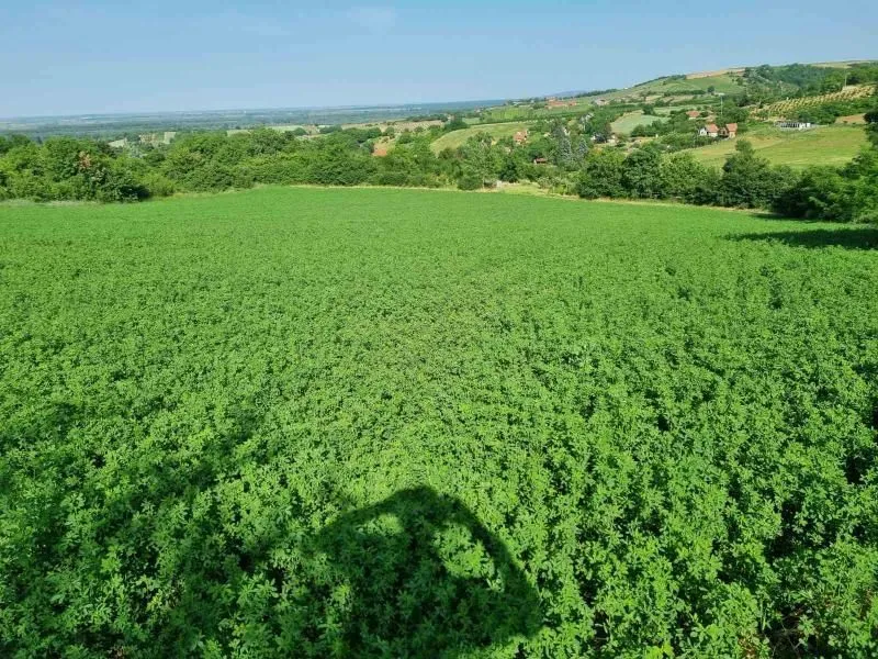 Prodaja, plac, 8400m², Sremski Karlovci, Novi Sad