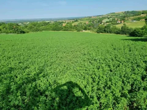 Prodaja, plac, 8400m², Sremski Karlovci, Novi Sad - image 5