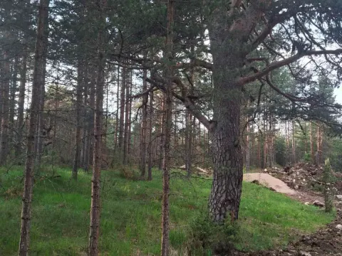 Prodaja, plac, 1150m², Žabljak, Crna Gora - image 9