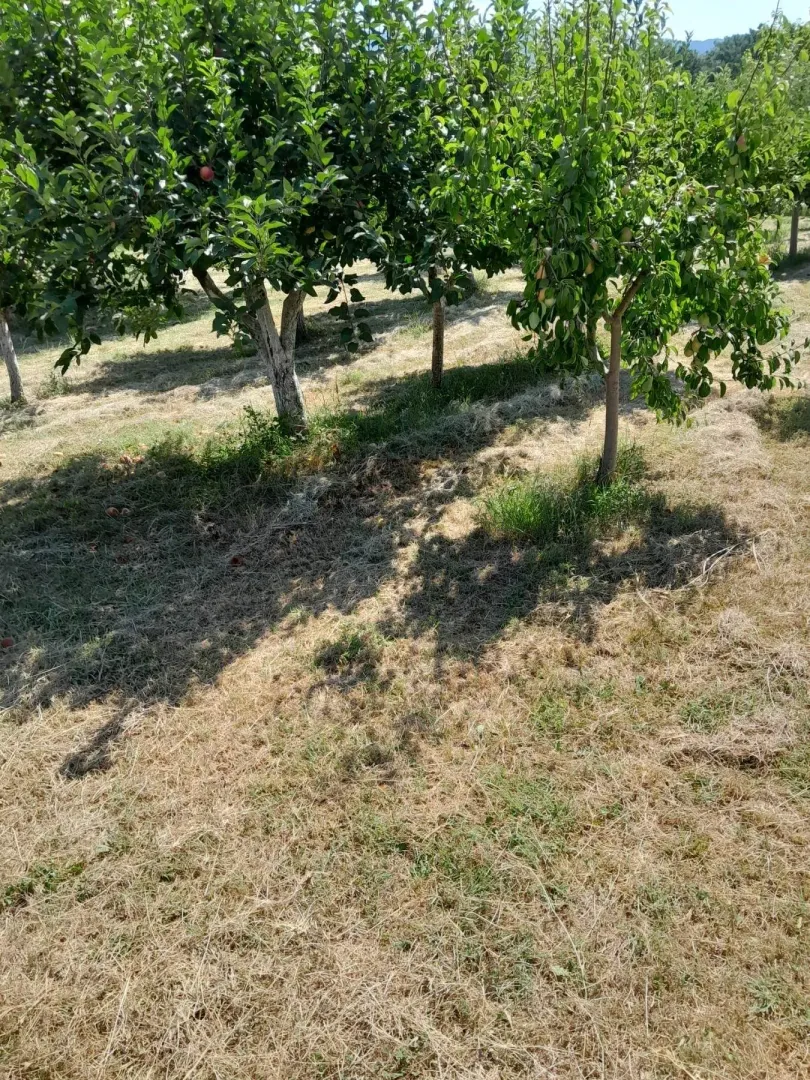 Zasadi voća na prostranom zemljištu tokom sunčanog dana.