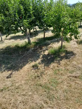 Zasadi voća na prostranom zemljištu tokom sunčanog dana. - image 6