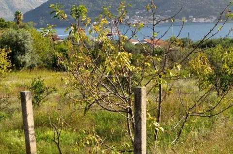 Zeleno dvorište sa stablima i pogledom na more u pozadini. - image 3