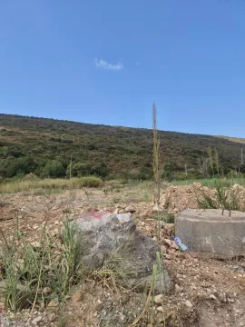 Pogled na plac sa rastinjem i brdom u pozadini. - image 6