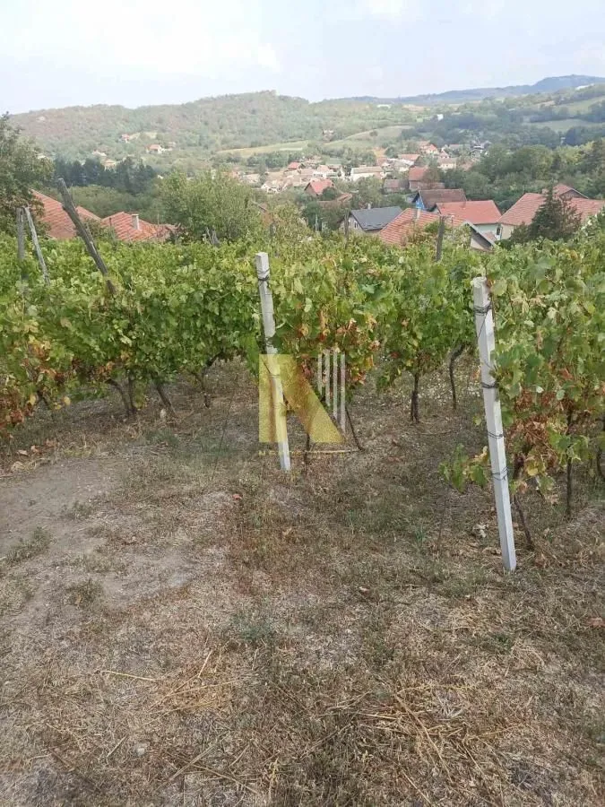 Pogled na vinograd i okolno naselje.