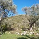 Prodaja, plac, 322m², Budva, Crna Gora - image 3