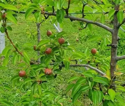 Prodaja, kuća, 360m², Irig, Srbija - image 27