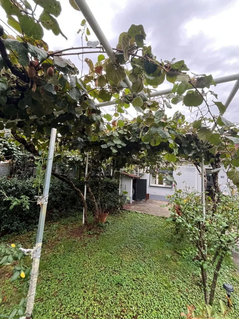 Green courtyard with a canopy and planted vines above the path.