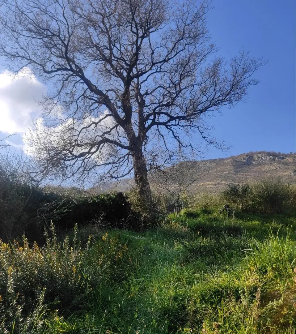 Prodaja, plac, 50000m², Kamenari, Herceg Novi