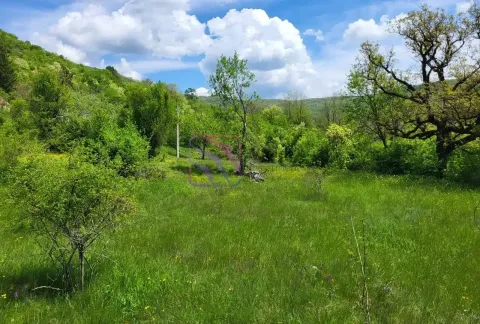 Zelena livada sa drvećem i rastinjem u prirodi. - image 5
