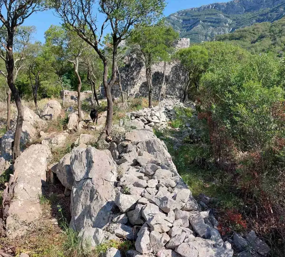 Prodaja, plac, 5000m², Bar, Crna Gora