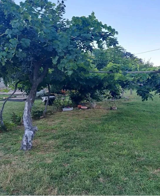 Prostrano dvorište sa zelenilom i drvećem.