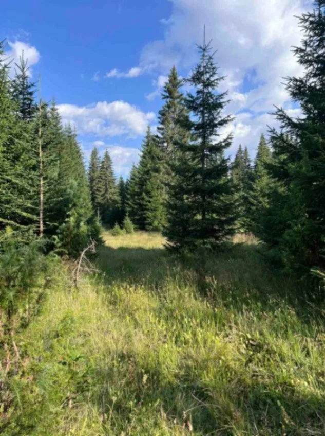 Prodaja, plac, 9000m², Nadgora, Žabljak