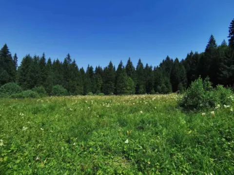 Prodaja, plac, 8600m², Tara, Srbija - image 8