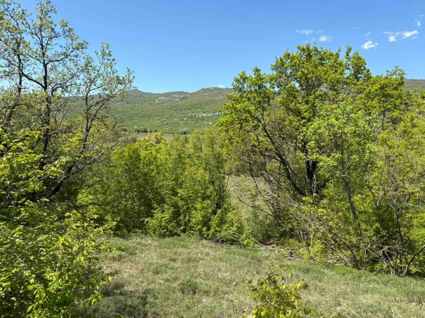 Pogled na zemljište sa zelenilom i drvećem u prirodi.