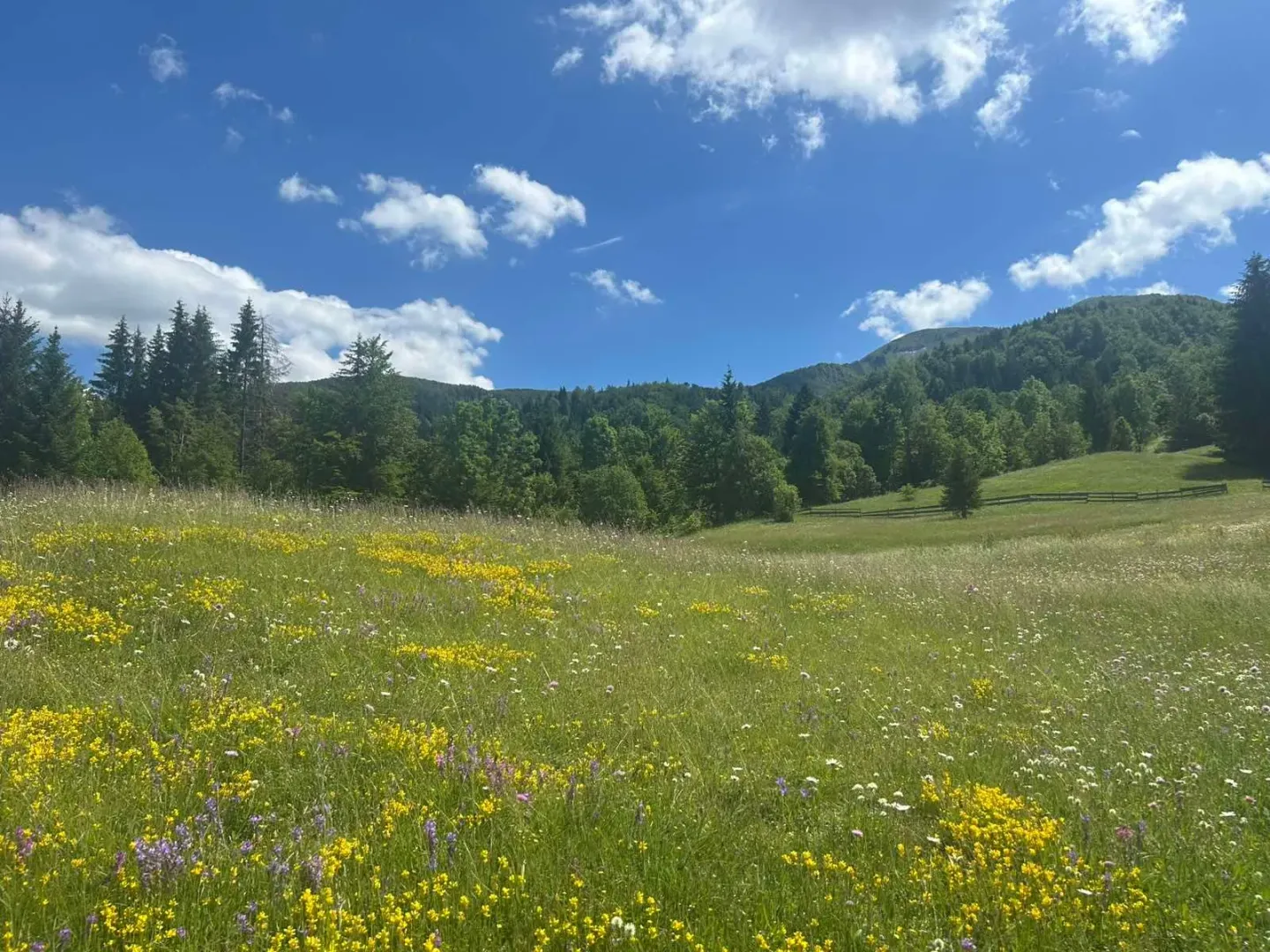 Prodaja, plac, 62000m², Bare Kraljske, Kolašin