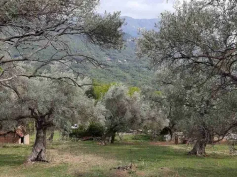 Prodaja, plac, 9000m², Mrčevac, Tivat - image 12