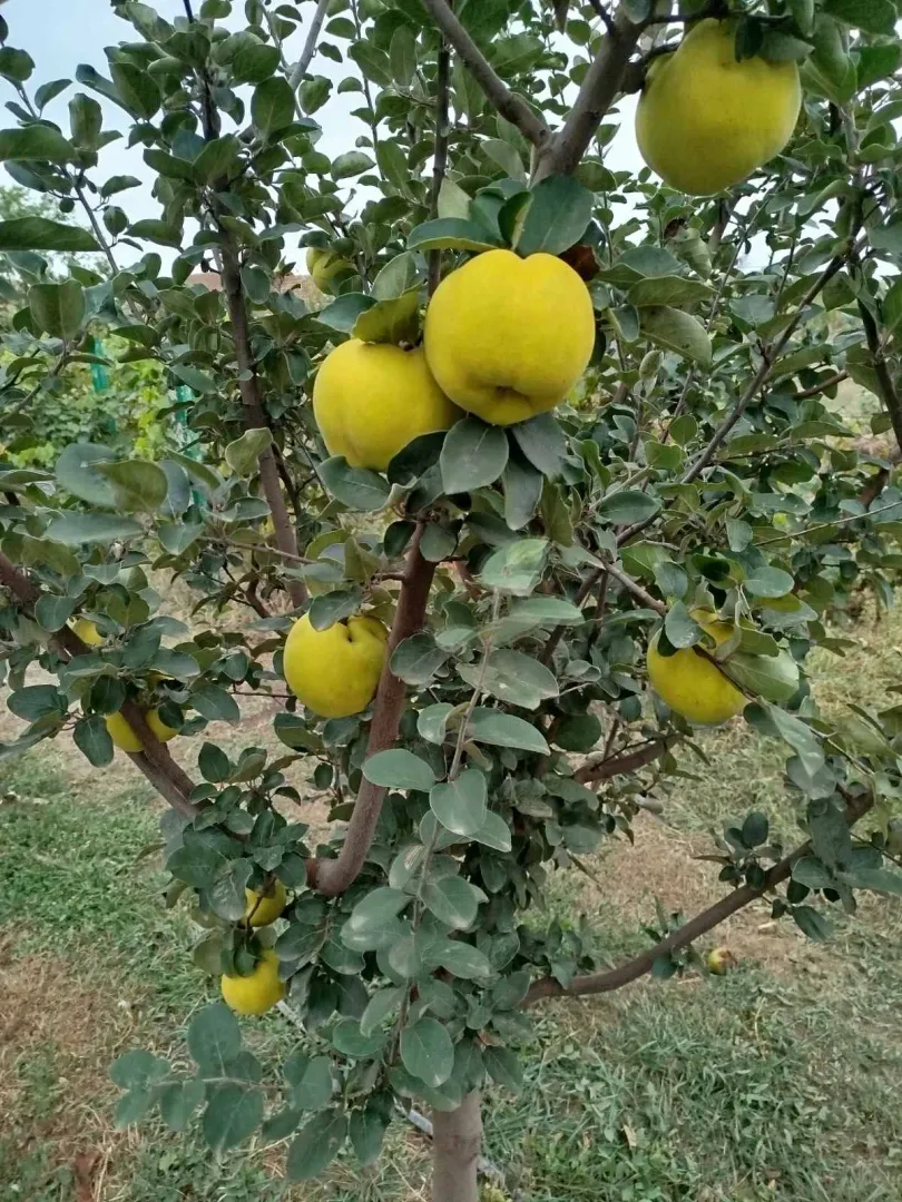 Stablo dunje puno zrelih plodova u dvorištu.