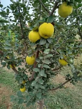 Stablo dunje puno zrelih plodova u dvorištu. - image 18