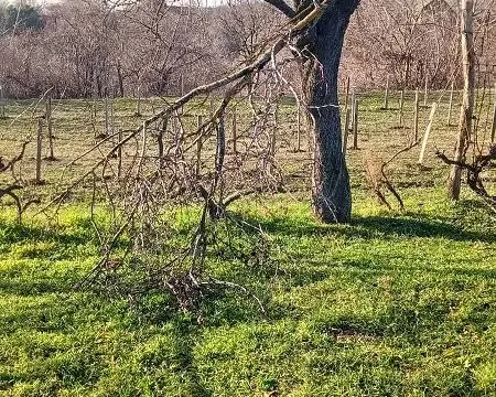 Prodaja, kuća, 70m², Krčedin, Inđija - image 3