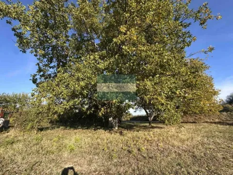 Pogled na dvorište puno zelenila sa velikim drvetom. - image 7