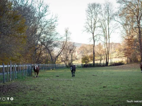 Sale, office space, 230m², Topola, Srbija - image 12