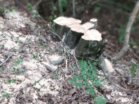 Prodaja, plac, 45233m², Kolašin, Crna Gora - image 5