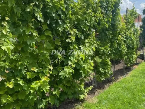 Sale, house, 37m², Čenej, Novi Sad Sve Podlokacije - image 12