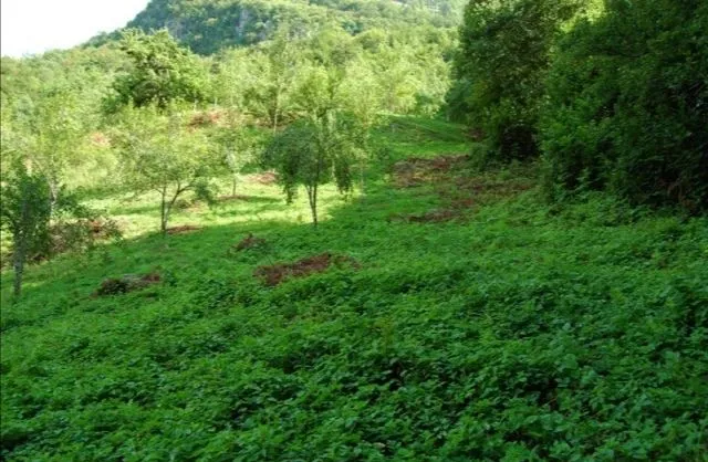 Prodaja, plac, 45500m², Plužine, Crna Gora