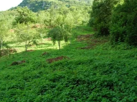 Prodaja, plac, 45500m², Plužine, Crna Gora