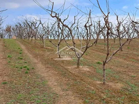 Prodaja, plac, 32477m², Begaljica, Grocka - image 8