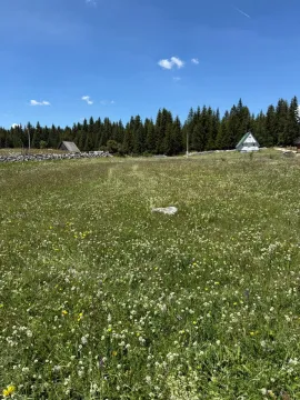 Veliko travnato imanje sa šumom i kućom u pozadini. - image 9