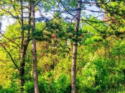 Izdavanje, kuća, 97m², Kosmaj, Sopot - image 7