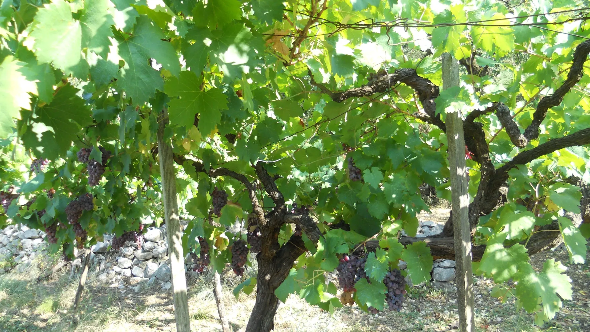 Prodaja, plac, 2582m², Zlatica, Podgorica