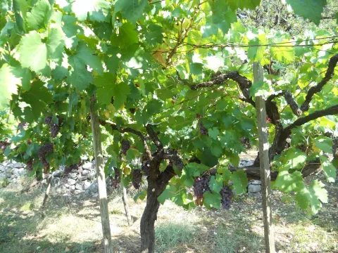 Prodaja, plac, 2582m², Zlatica, Podgorica - image 4