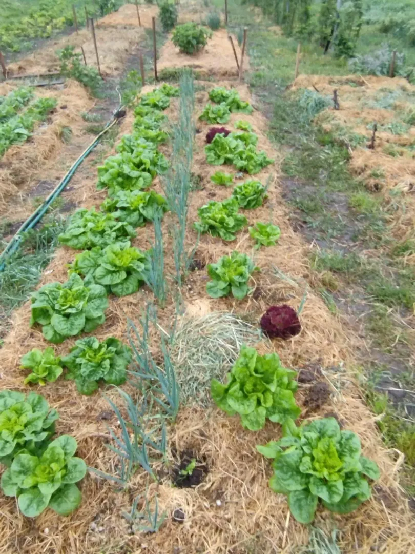 Bašta sa zasađenim povrćem i redovima salate.